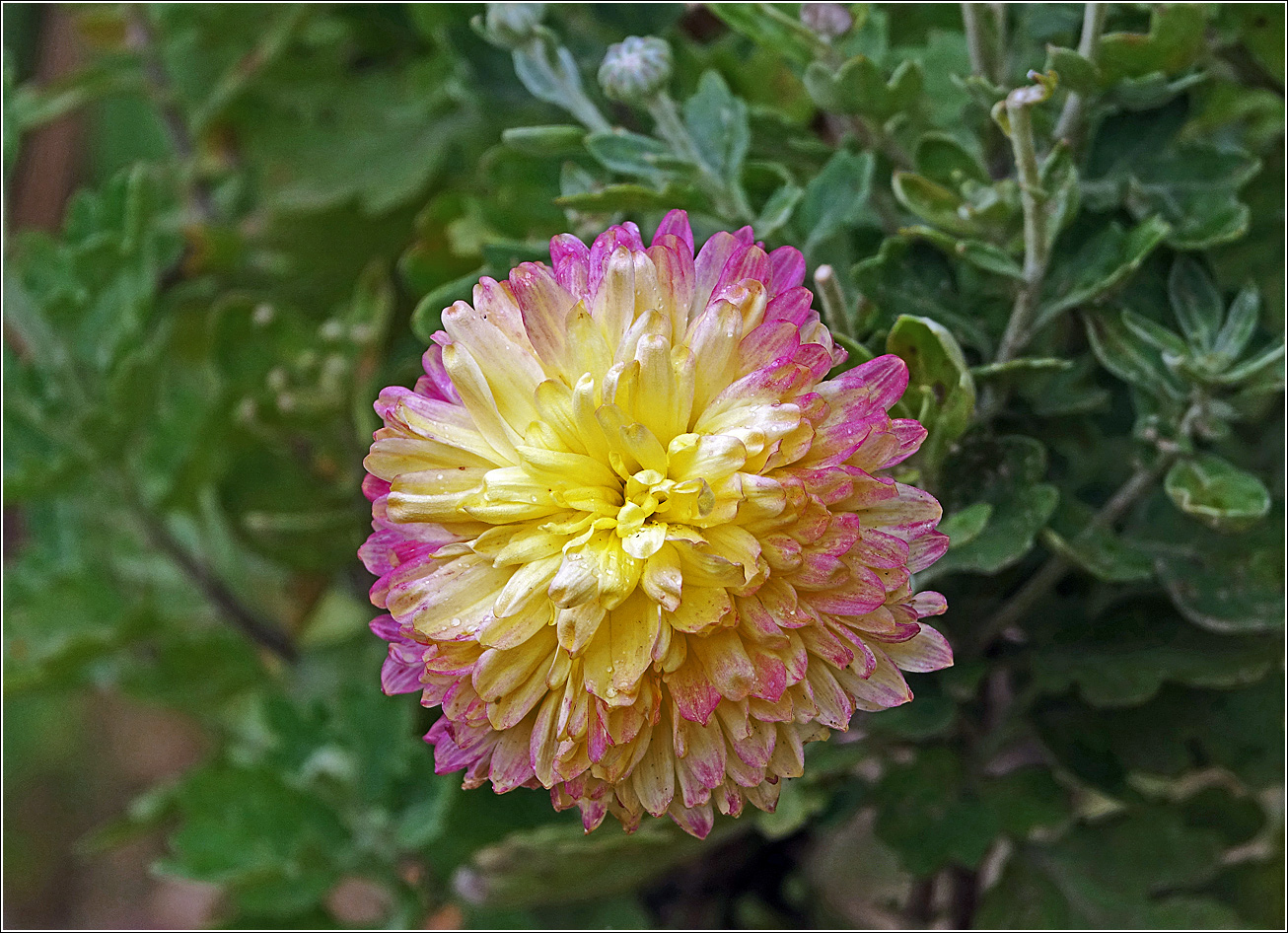 Image of Chrysanthemum indicum specimen.