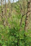 Thalictrum flavum