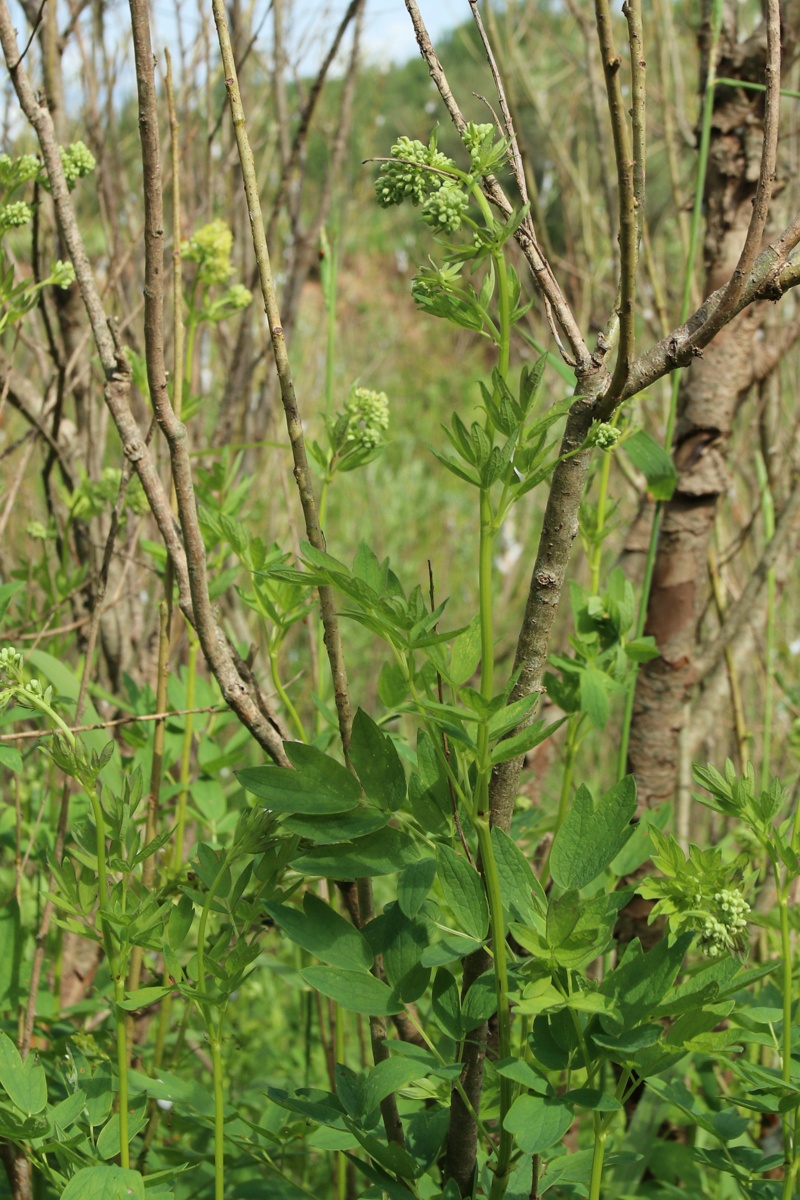 Изображение особи Thalictrum flavum.