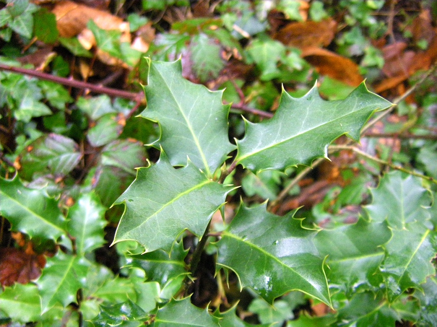 Image of Ilex aquifolium specimen.