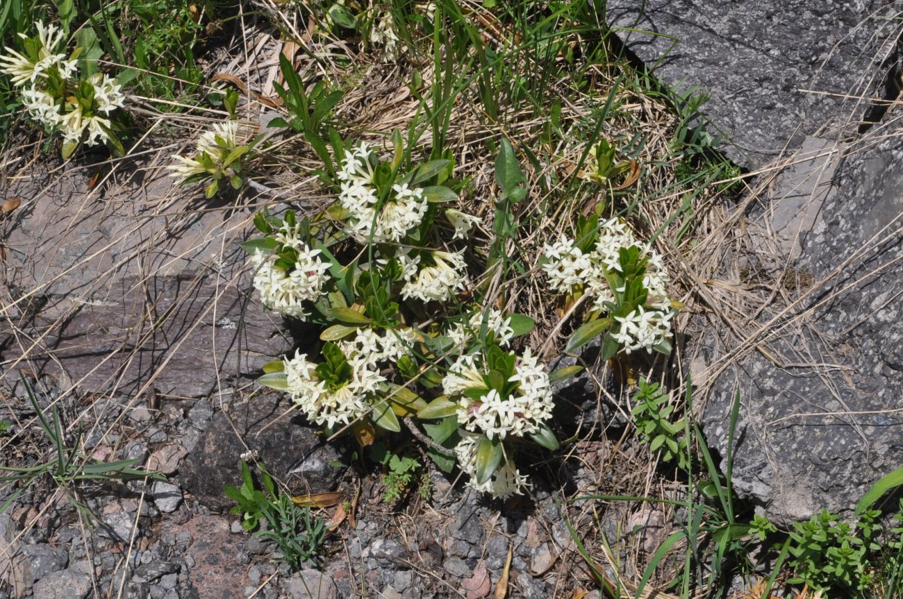 Image of Daphne glomerata specimen.