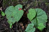 Begonia guangxiensis. Расцветающее растение (справа снизу видны листья другого растения). Китай, Гуанси-Чжуанский автономный р-н, г. Синпин, широколиственный лес, каменистый склон. 01.06.2024.