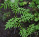 Cardamine impatiens. Часть побега. Чечня, Шаройский р-н, 2 км к востоку от ур. Хиндушты, 1 км на юго-запад от Сигнальной горы, выс. 2200 м н.у.м., берёзовый лес. 1 июля 2024 г.