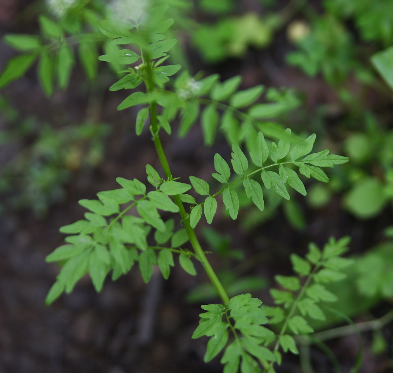 Image of Cardamine impatiens specimen.