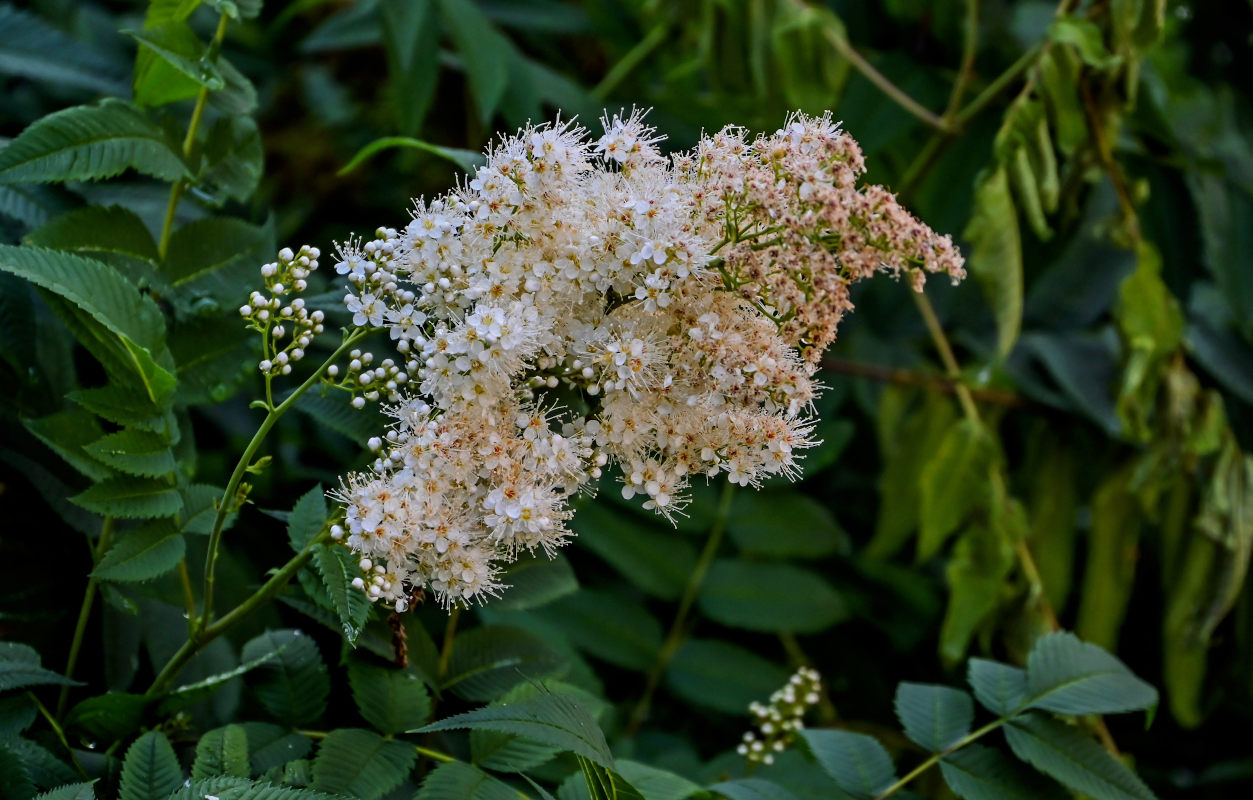 Изображение особи Sorbaria sorbifolia.