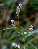 Persicaria lapathifolia. Верхушка побега с соцветиями. Тверская обл., Конаковский р-н, дол. р. Сестра, берег реки, у воды. 07.09.2024.