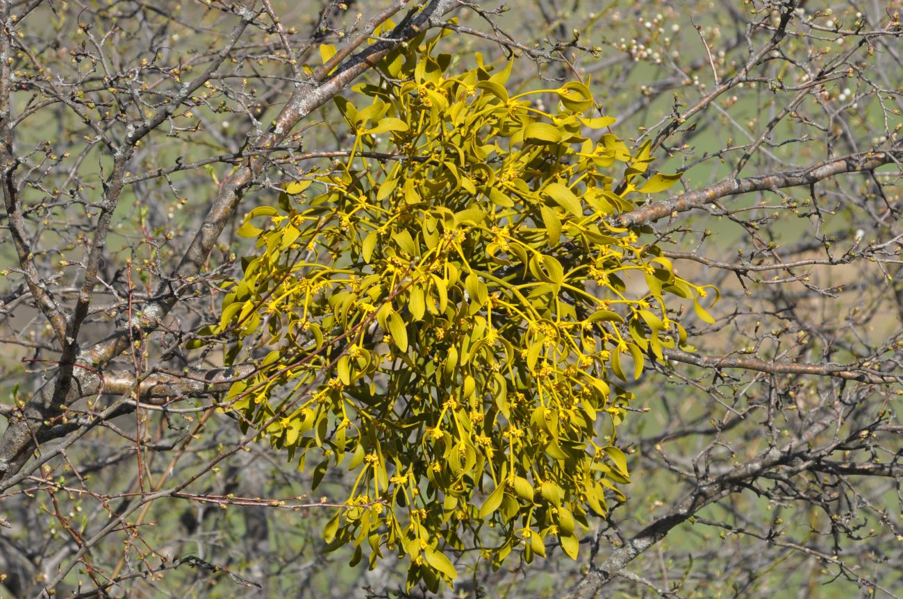 Image of Viscum album specimen.