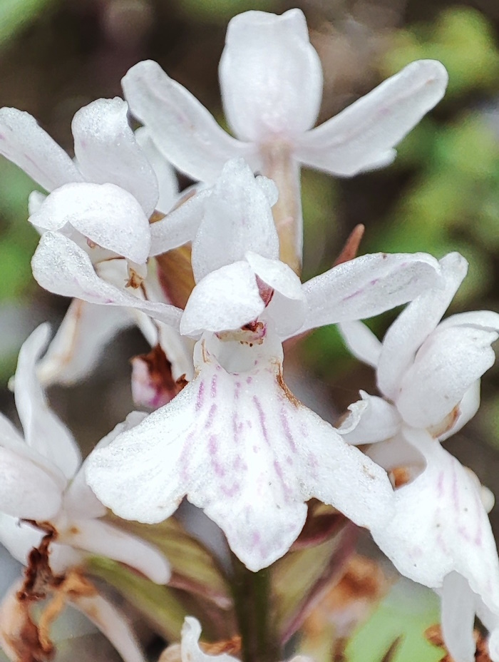 Image of genus Dactylorhiza specimen.