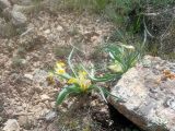 Juno orchioides