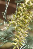 View full-size image Tamarix meyeri