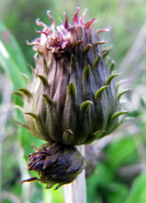 Изображение особи Cirsium helenioides.