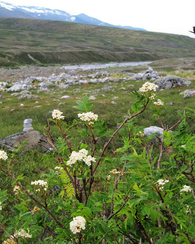 Изображение особи Sorbus sibirica.