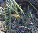 Tulipa australis