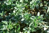 View full-size image genus Polygonum