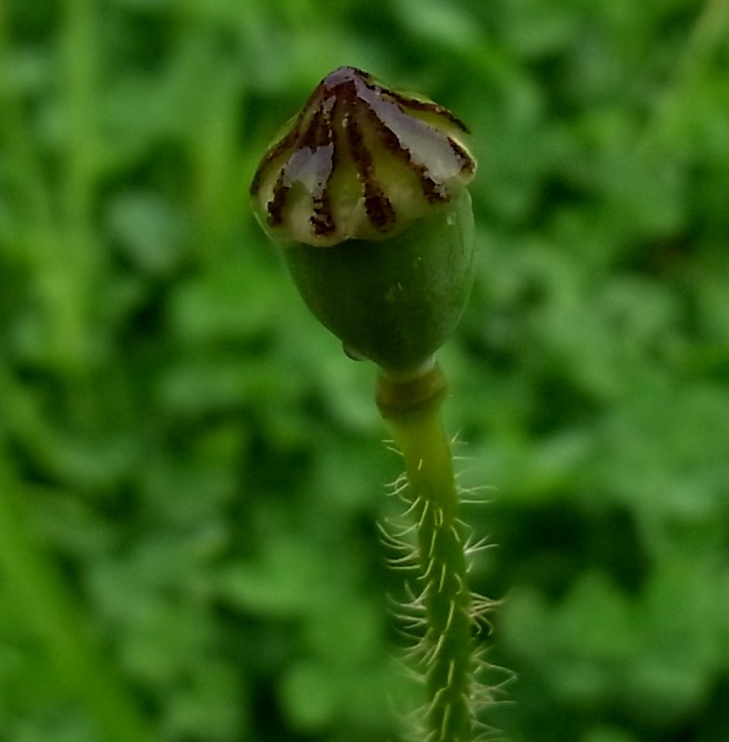 Изображение особи Papaver rhoeas.