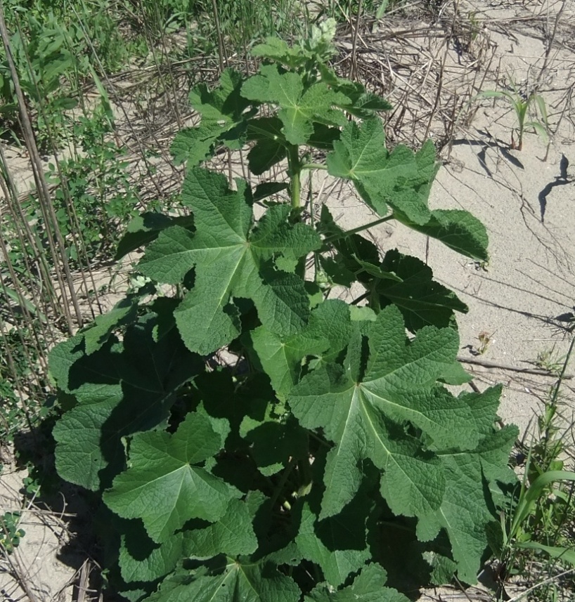 Image of Alcea rugosa specimen.