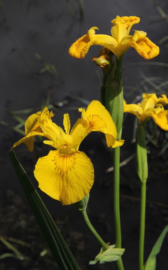 Image of Iris pseudacorus specimen.