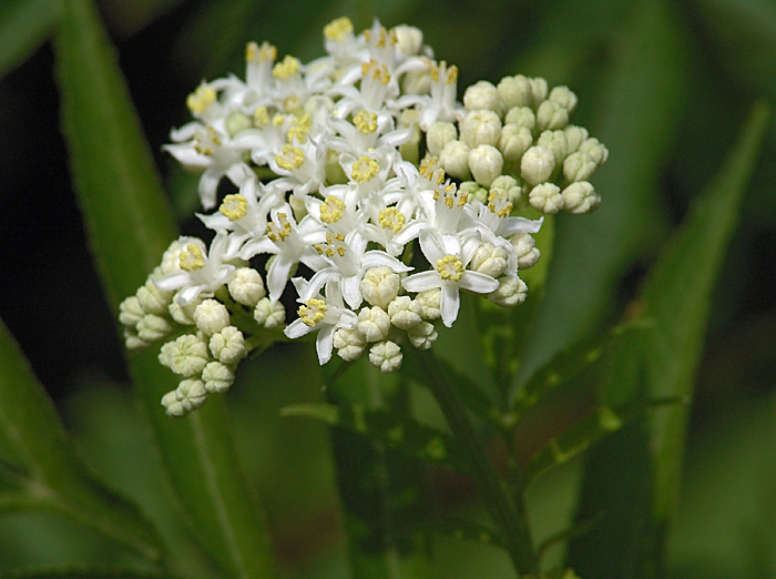 Image of Sambucus ebulus specimen.