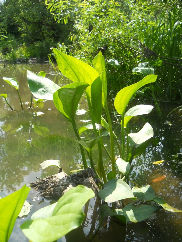 Image of Alisma plantago-aquatica specimen.