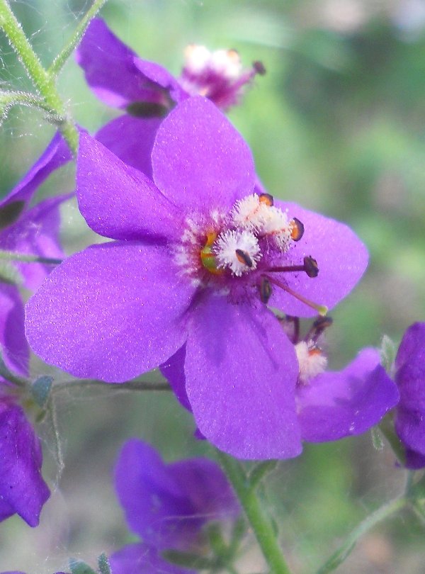 Image of Verbascum phoeniceum specimen.