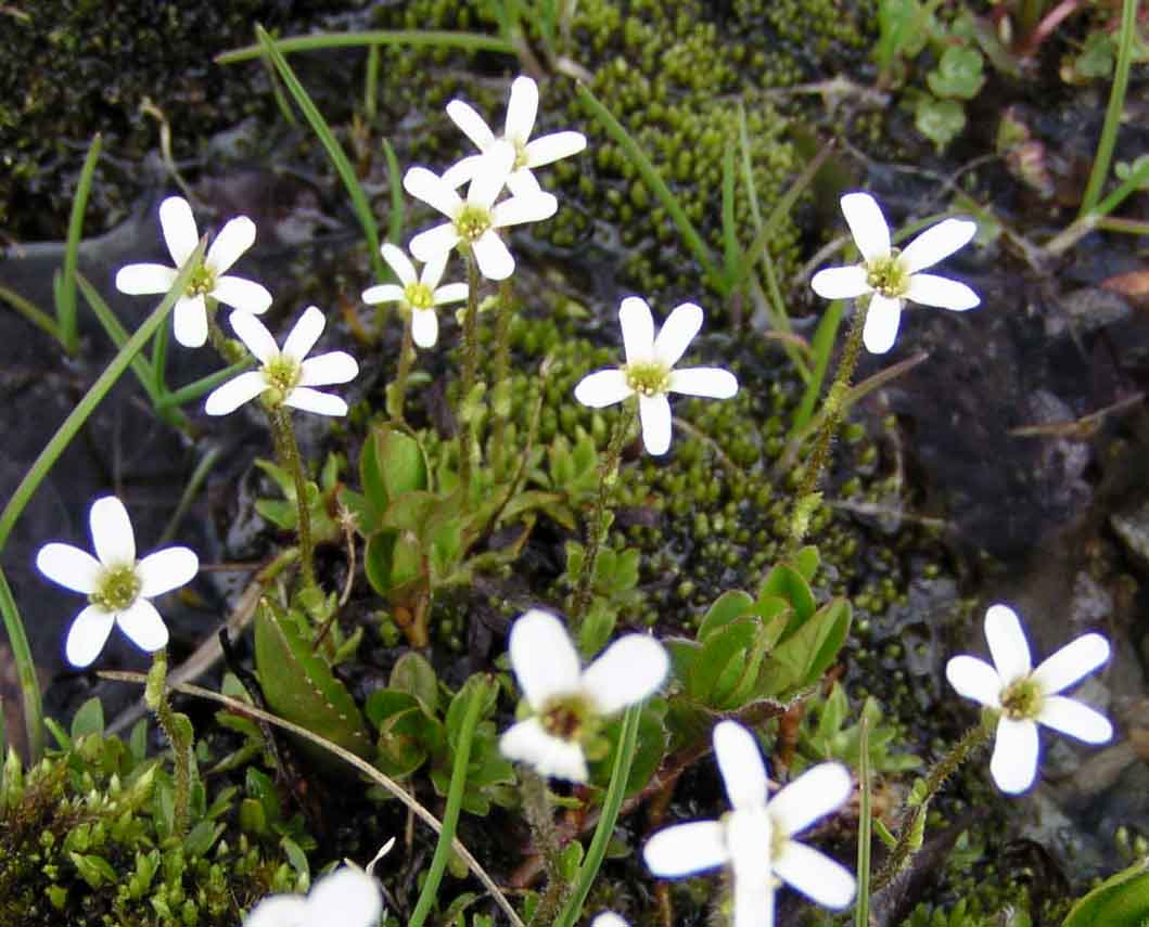 Изображение особи Saxifraga androsacea.