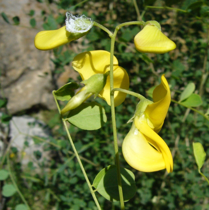 Image of Colutea buhsei specimen.