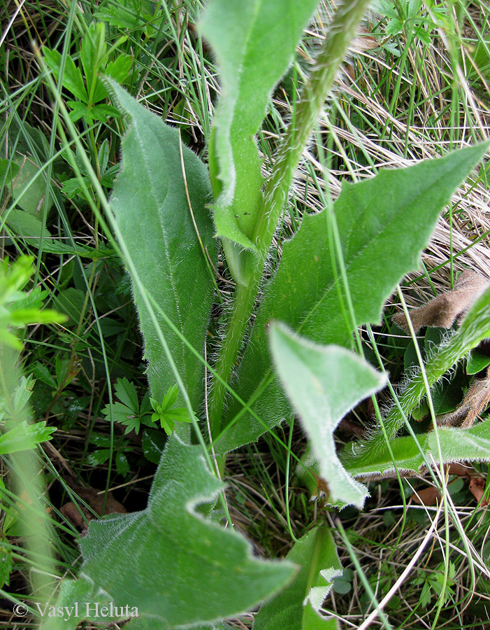 Image of Trommsdorffia uniflora specimen.