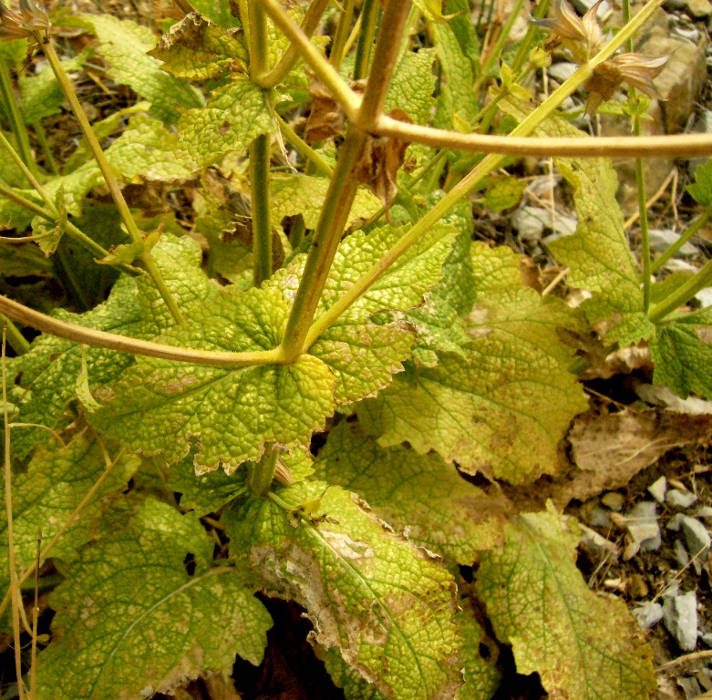 Изображение особи Salvia turcomanica.