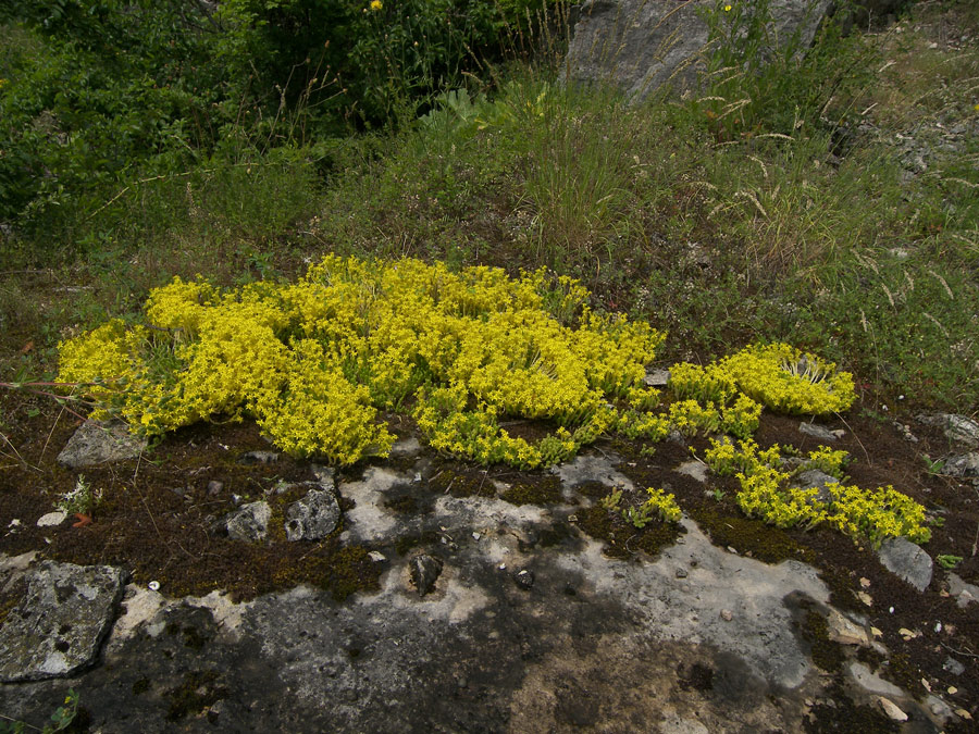 Image of Sedum acre specimen.