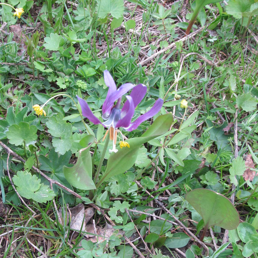 Image of Erythronium sibiricum specimen.