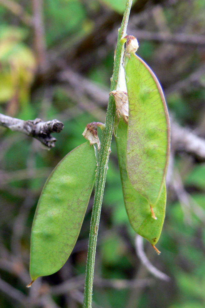 Image of Vicia cracca specimen.