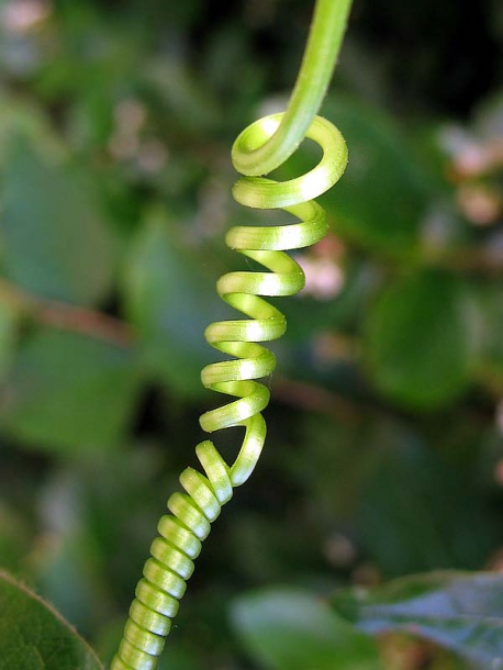 Image of Bryonia alba specimen.