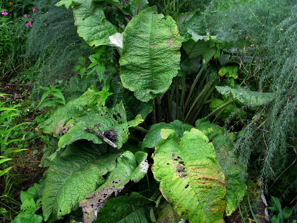 Image of Alfredia cernua specimen.