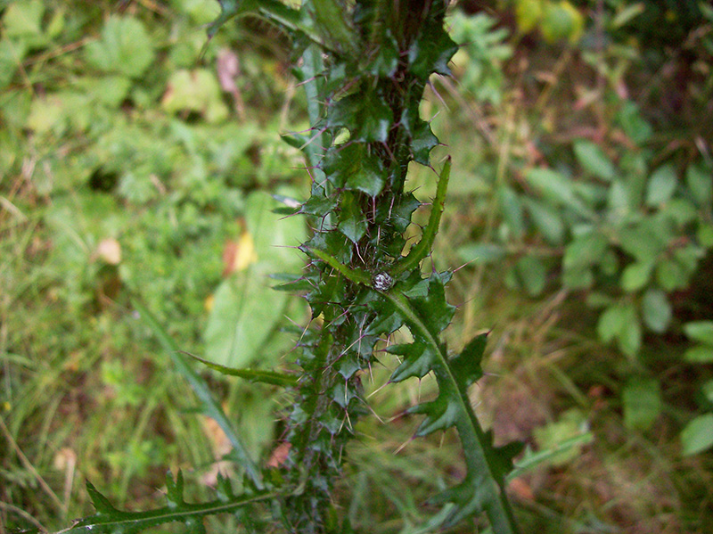 Image of Cirsium palustre specimen.