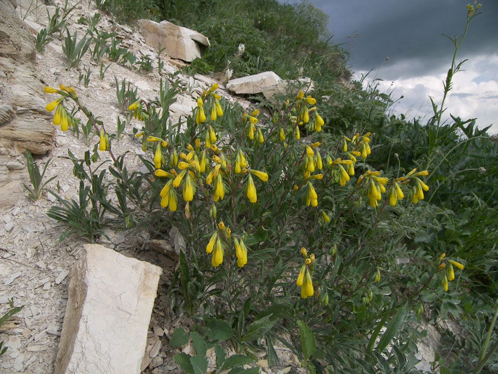 Изображение особи Onosma caucasica ssp. oligotricha.