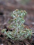 Gnaphalium uliginosum. Плодоносящее растение на торфяном берегу водохранилища. Амурская обл., Зейское водохранилище, зал. Кохани. 07.09.2011.