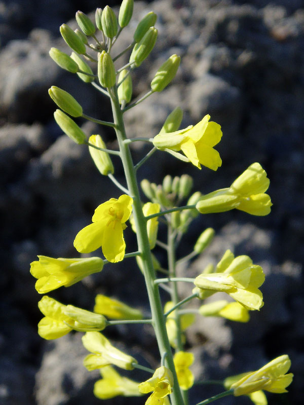 Изображение особи Brassica napus.