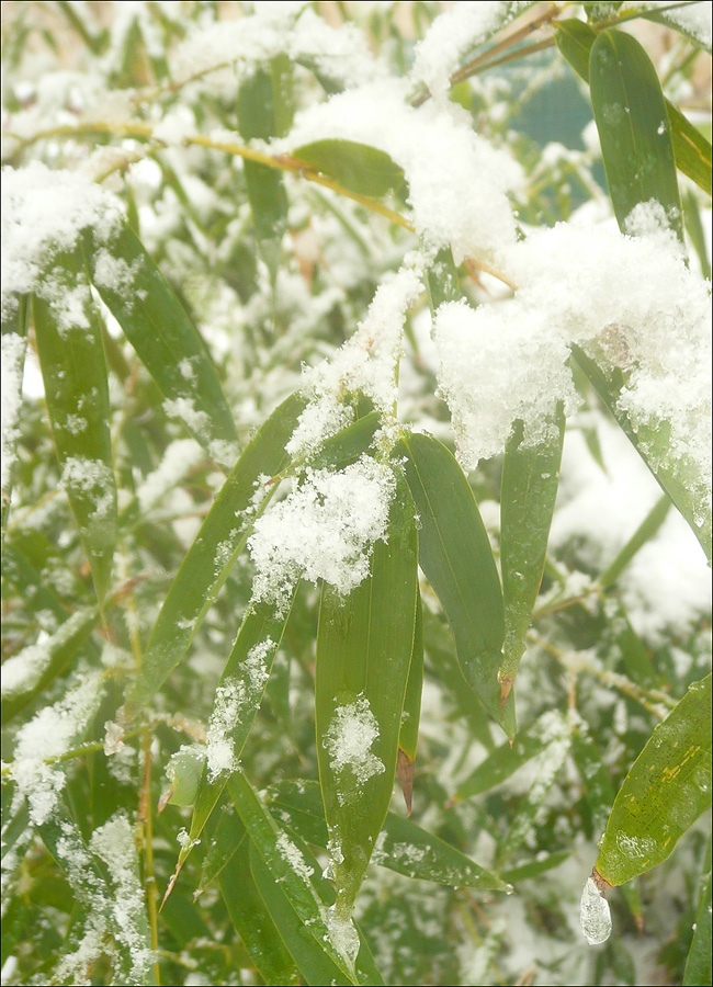 Image of genus Phyllostachys specimen.