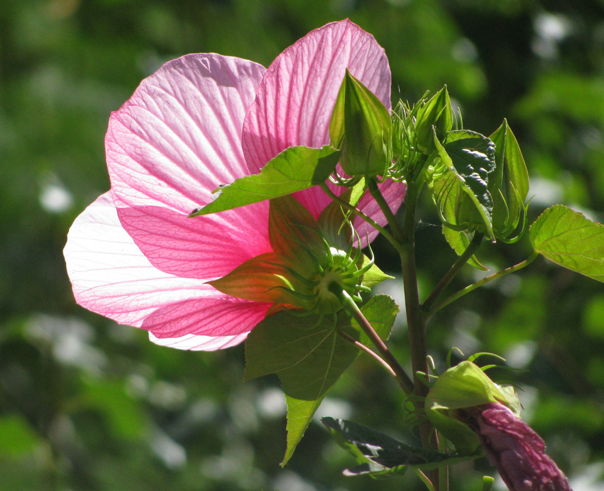 Image of genus Hibiscus specimen.