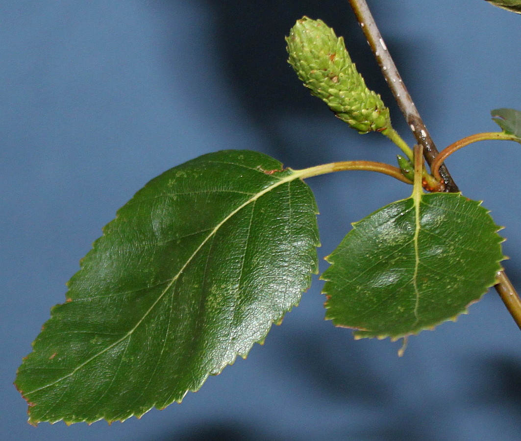 Image of Betula utilis var. jacquemontii specimen.