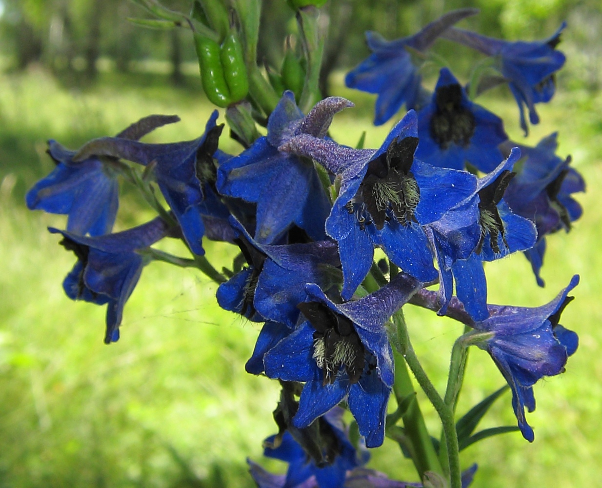 Image of Delphinium cuneatum specimen.