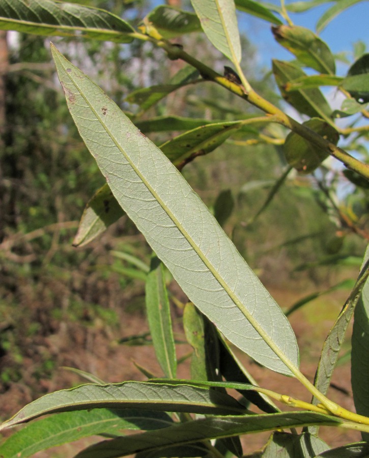 Image of Salix gmelinii specimen.