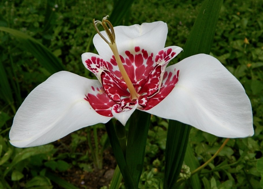 Image of Tigridia pavonia specimen.