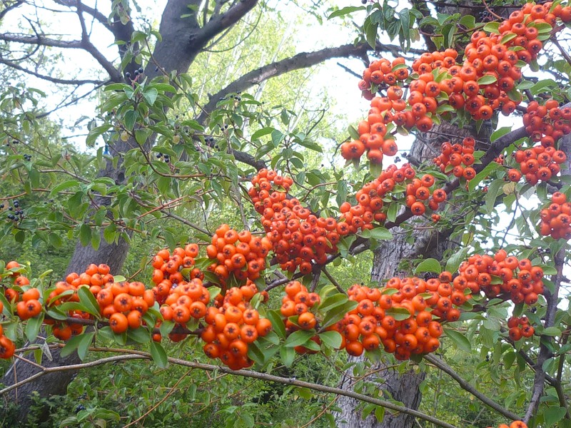 Image of Pyracantha coccinea specimen.