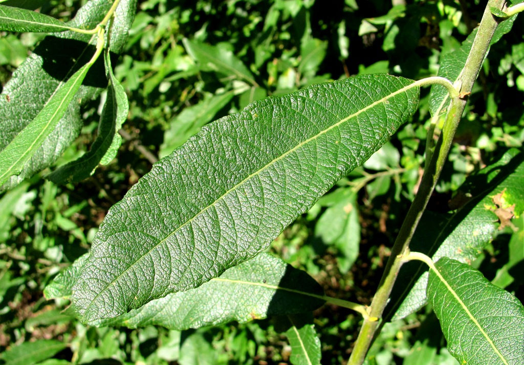 Image of Salix cinerea specimen.