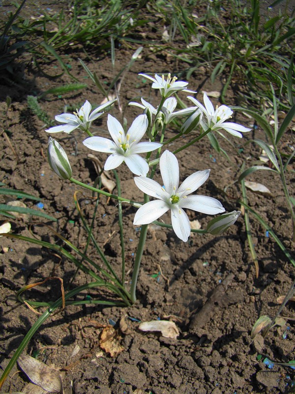 Изображение особи Ornithogalum navaschinii.