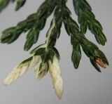 Chamaecyparis lawsoniana. Верхушка веточки ('Variegata'). Германия, г. Кемпен, в частном саду. 16.11.2012.