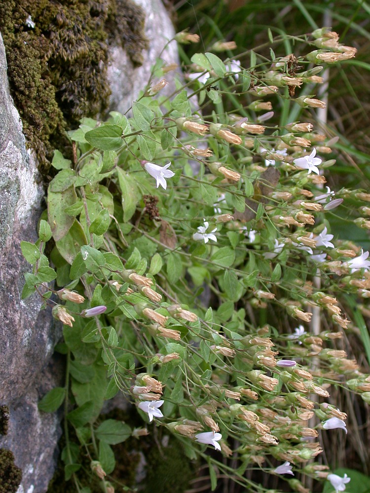 Image of Campanula damascena specimen.