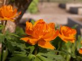 Trollius asiaticus. Цветок. Республика Бурятия, г. Улан-Удэ, дачный участок. 24.05.2008.