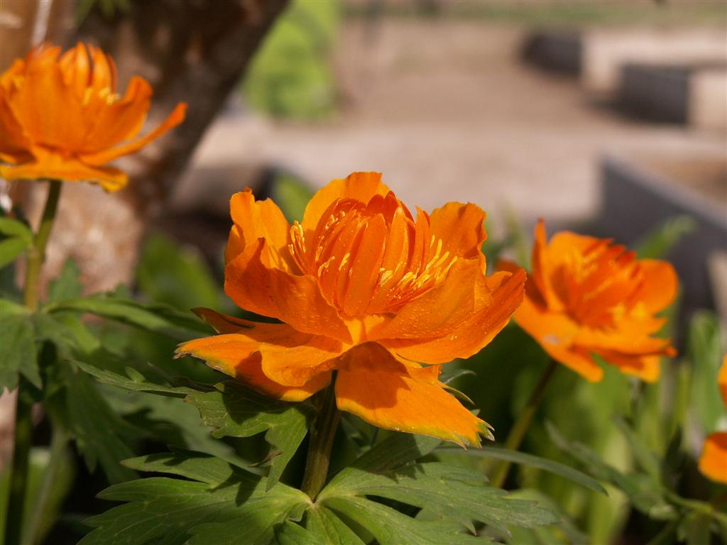 Изображение особи Trollius asiaticus.